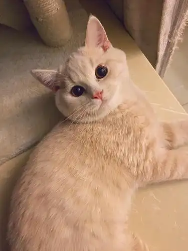 乳色英短弟弟找对象