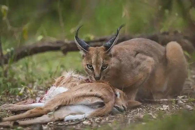一般的食肉动物,在捕获食草类动物的时候,首先会吃掉猎物的内脏,以