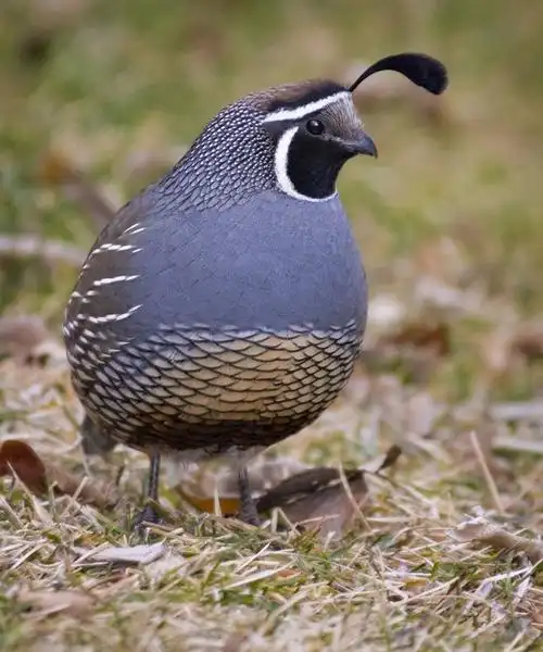 quail looking for food by eaross