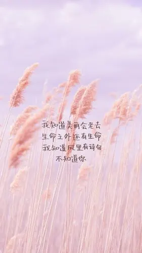 文字伤感唯美壁纸