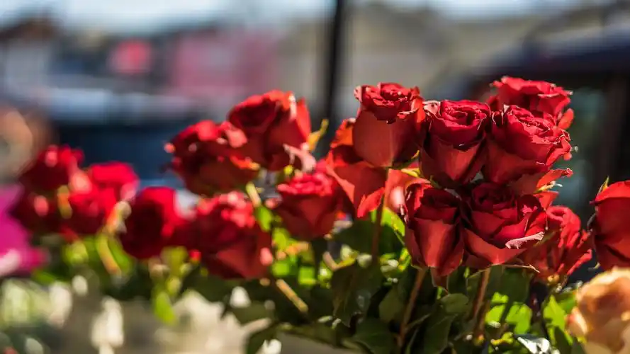 壁纸 花束红玫瑰鲜花,光