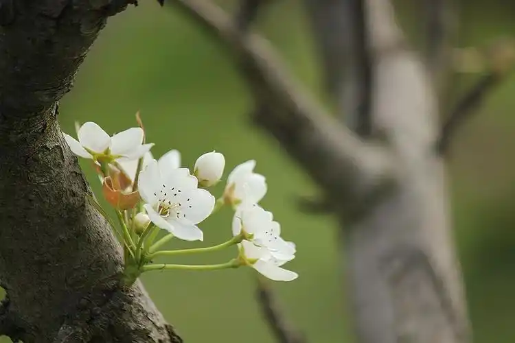 梨花白 梨花美