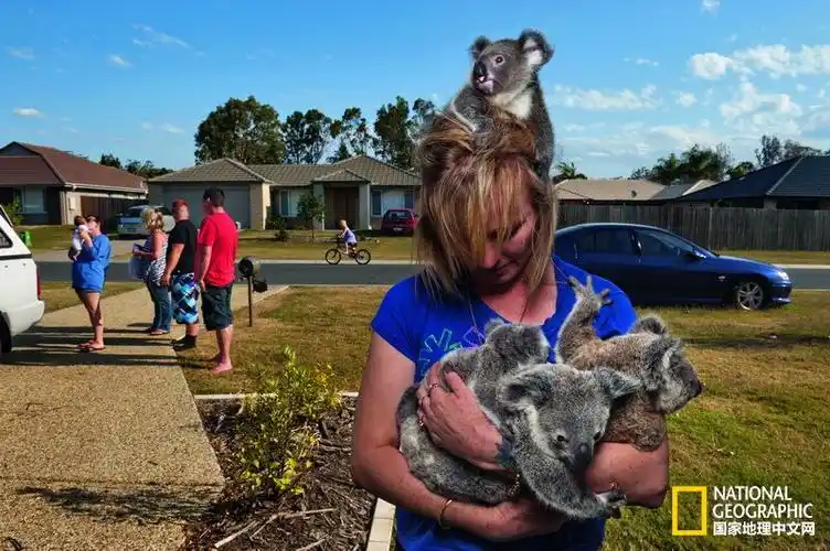 一家动物医院中,两只树袋熊幼崽抱在一起,等待抚养人将它们带走.