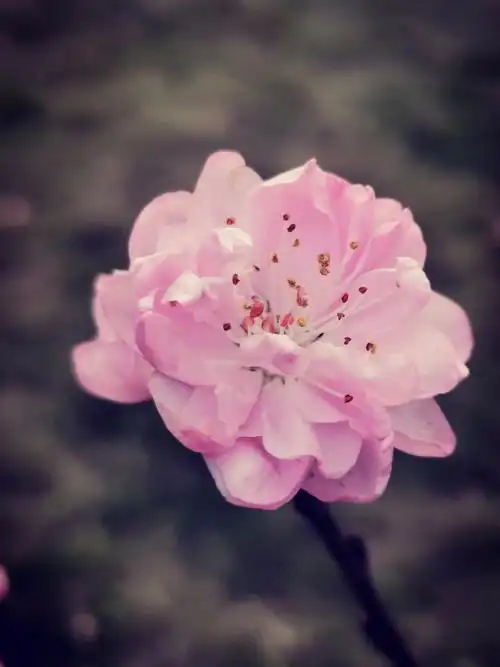 粉色桃花 春天桃花 手机特写 底图直出