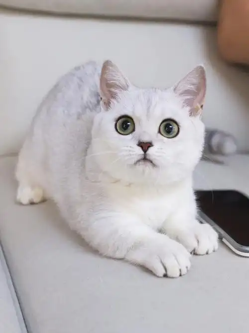 曼基康矮脚银渐层蹲家长矮脚猫咪银渐层