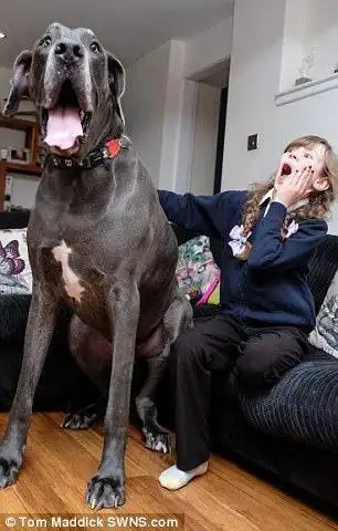 霸道的萌感:2米长的大丹狗荣登英国最大狗宝座