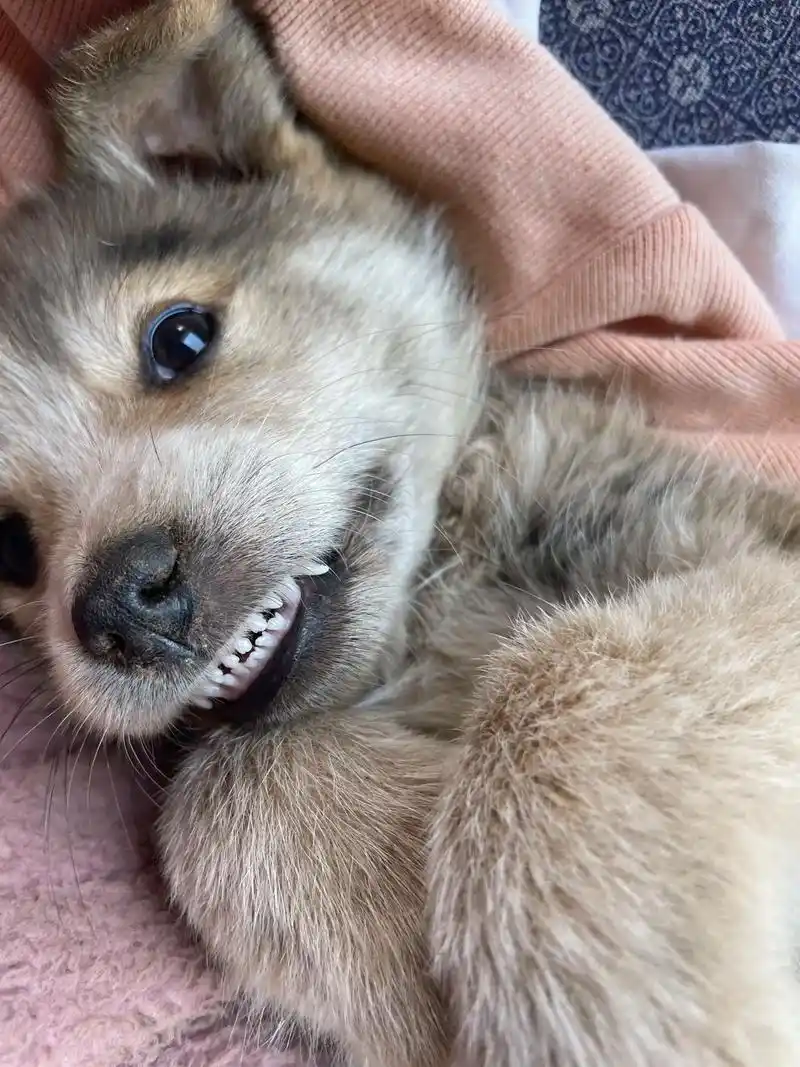 救命啊我的狗子牙好可爱啊.#它真的好像个小宝宝 #我家的小土 - 抖音