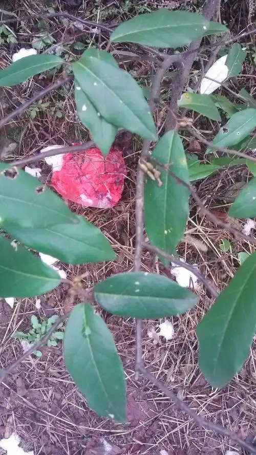 叶子反面白色的!