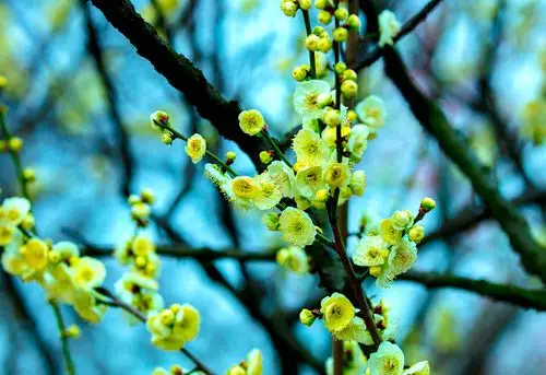 实拍6000株梅花的无锡梅园,您知道有多美吗?|梅园|品种|无锡_新浪新闻