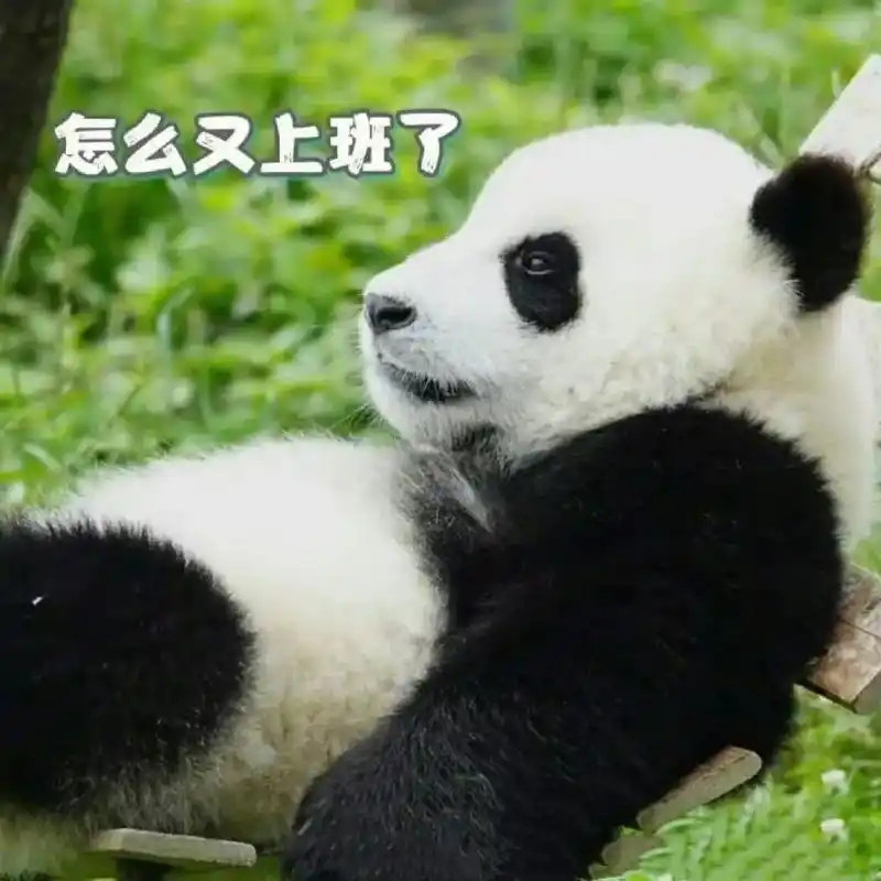 一组古灵精怪熊熊表情包,万千熊中,花花永远最好认.#大熊猫和 - 抖音