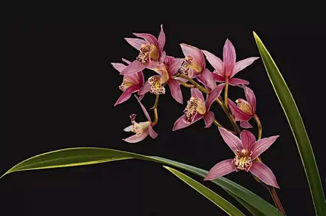 爱养兰花的人,必是性情高雅,有品位,有追求的人!