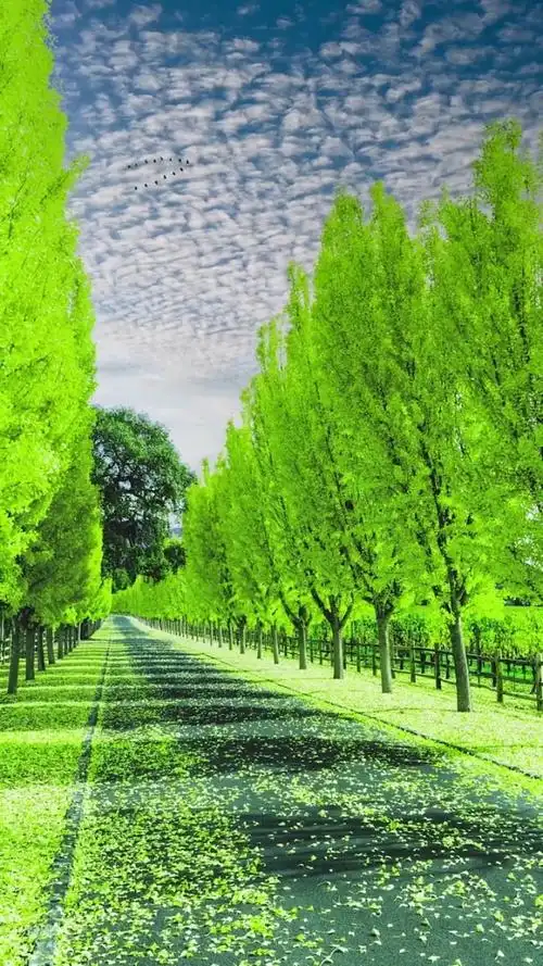 时间匆匆,方知岁月如歌,感受大自然的阳光,绿色森林,带给我们美好愿望