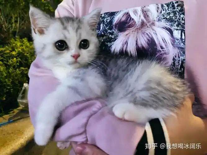 英短和美短串出来的猫大概能卖多少钱