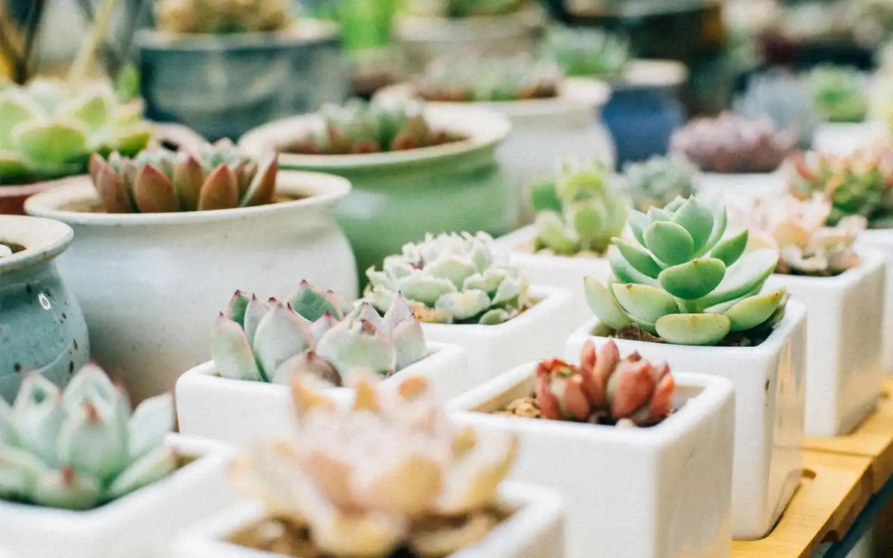 小清新日系唯美静物高清图片壁纸高清大图预览1920x1200_风格壁纸下载