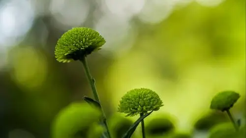 小清新绿色植物唯美高清桌面壁纸