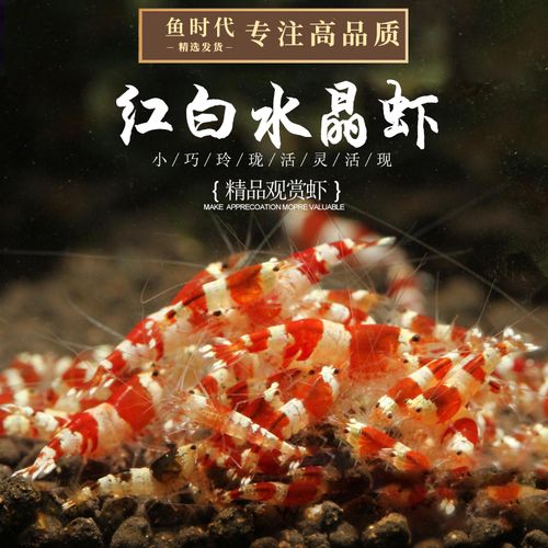 水晶红白子白丸子虎牙虾厚白虎牙蜜蜂宠物虾草缸虾