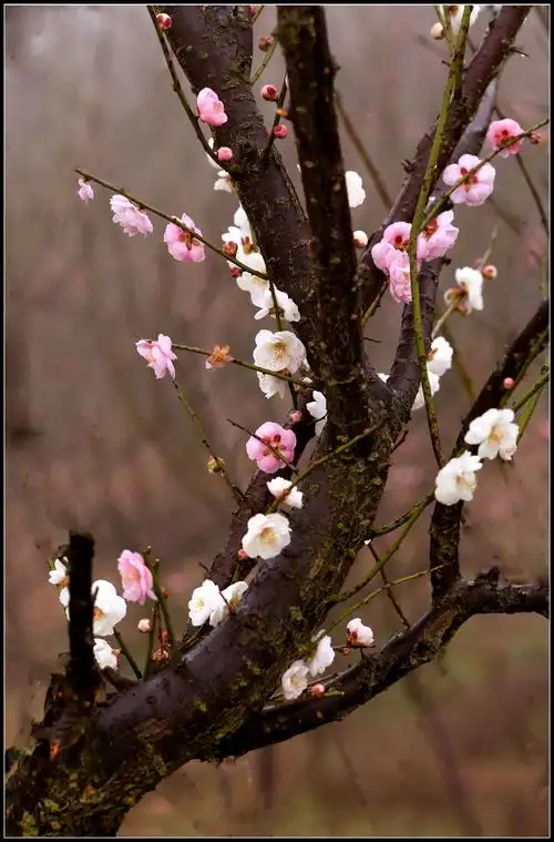 何方可化身千亿,一树梅花一放翁.