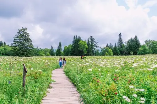 长白山西坡花海花开2000米高山上被誉空中花园却少有人知