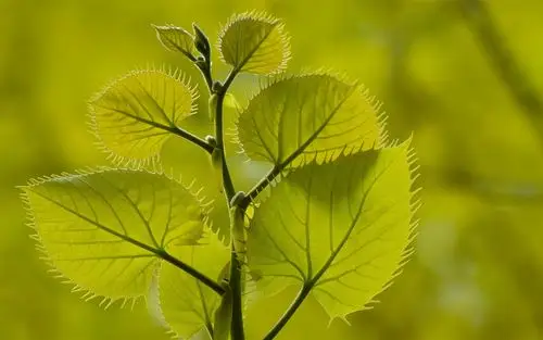 植物绿色的叶子特写 壁纸