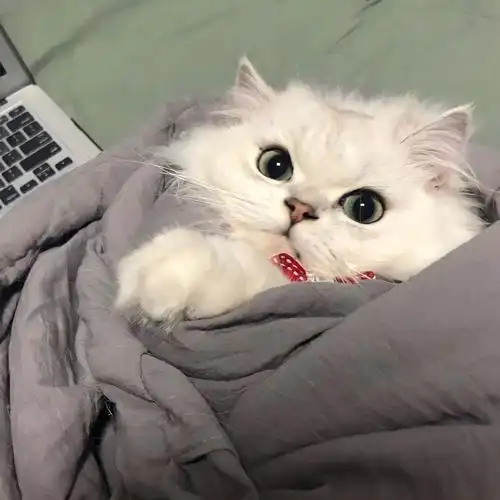 萌宠 猫咪头像 可爱