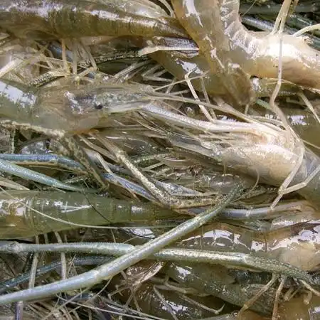 淡水虾类河虾带黑甲青虾水产 清江野生青虾