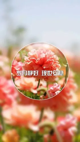 岁月静好,现世安稳_唯美图片