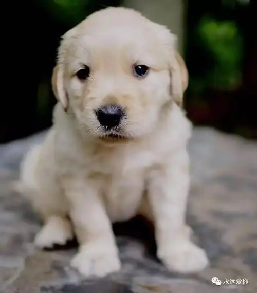 超萌金毛小奶狗找领养非诚勿扰