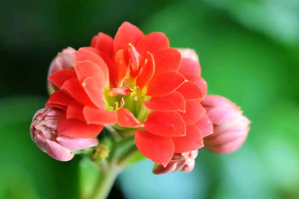 春节养盆长寿花寓意好花期长健康长寿大吉大利