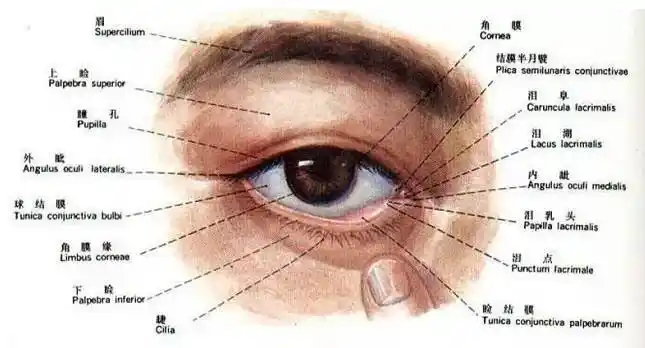 下图下眼睑白色的一条就是睑结膜的边缘,眼线不要画到这上面,如果画在