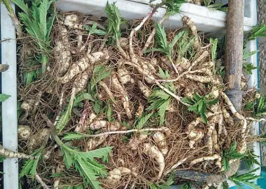 地参适合什么人吃 地参的吃法大全_中药知识_做法,功效与作用,营养