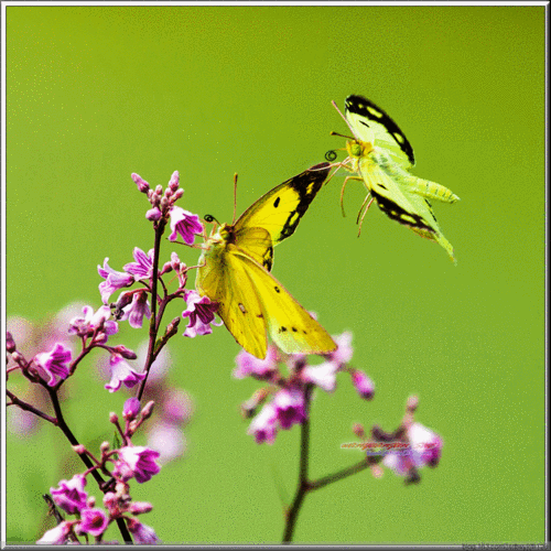 【原创】两只蝴蝶(6p)
