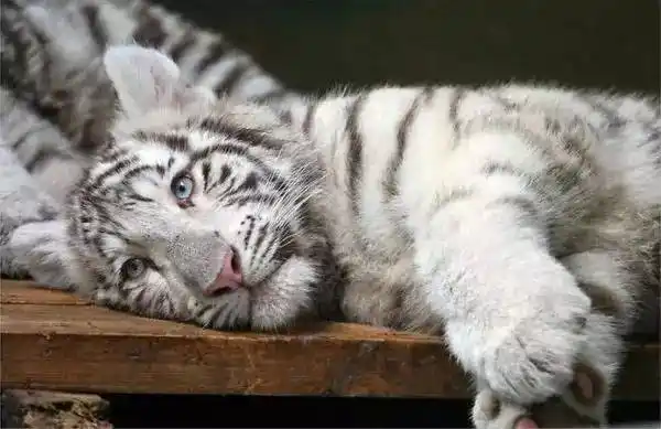 小白虎龇牙吓唬游人却没人怕它,伤心找麻麻哭诉