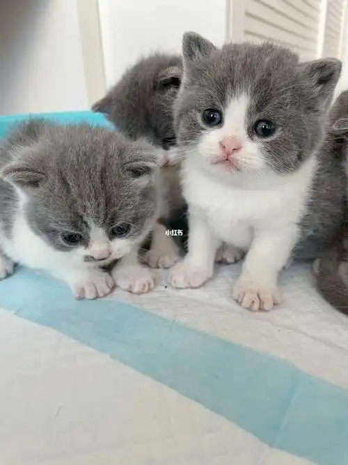 奶呼呼的英短蓝白小猫找家长啦 品相都很好 就是有一只花脸不过脸版