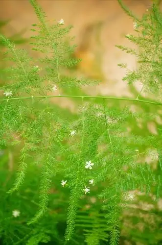 语文老师似兰数学老师像文竹化学老师是罂粟你会用哪种花形容老师