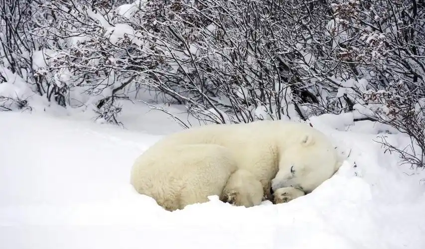 北极熊冬眠