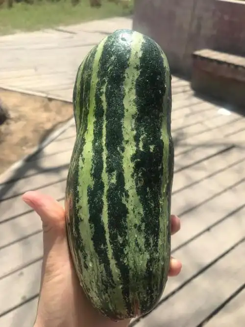 这个瓜好好吃不知道叫什么名