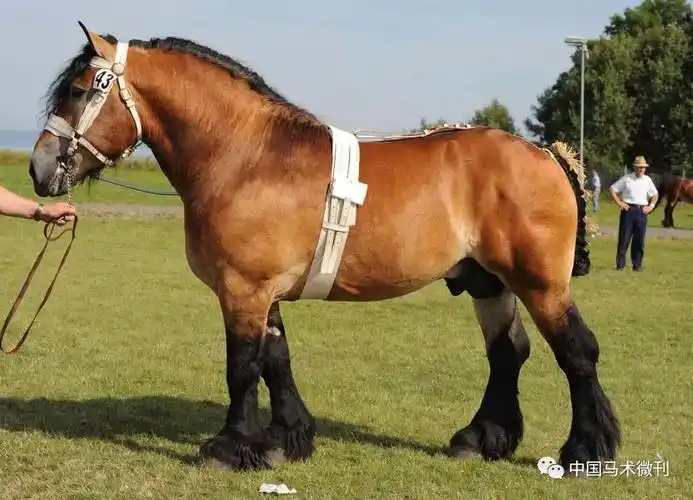 马种百科之马种分类冷血马①阿尔登马