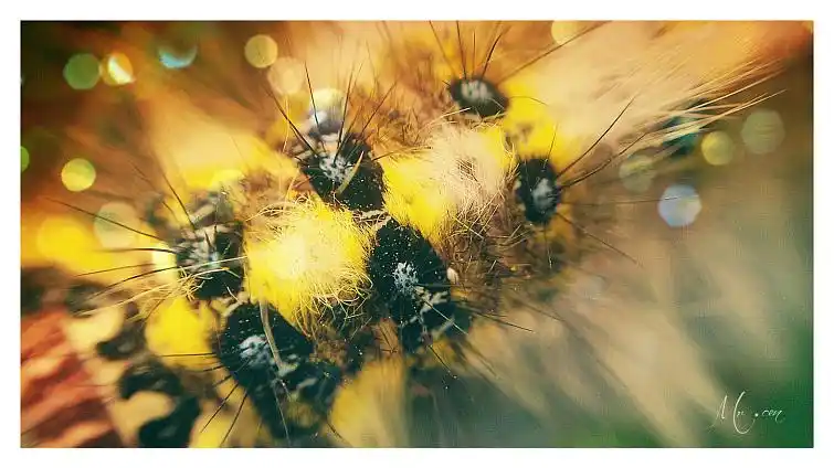 原创作品:《猫猫虫》