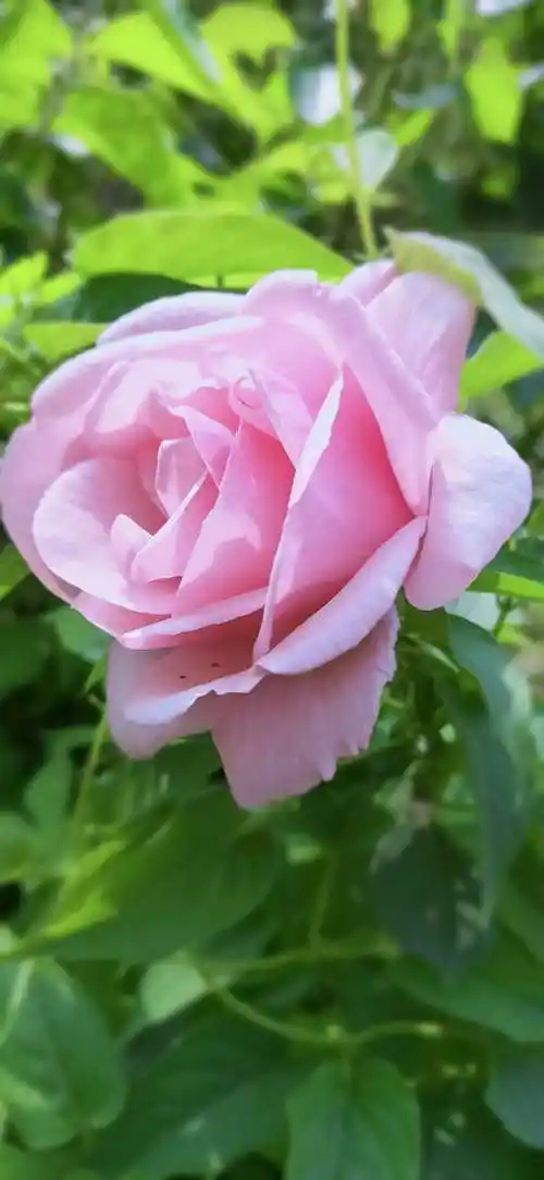 火红的五月,百花齐放,牡丹花,月季花何花真是好漂亮哦!