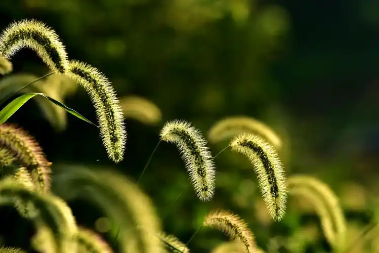 弯弯的小河,青青的山岗,依偎着小山村.
