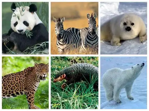 写美篇 大熊猫:野外生存有1000只左右 华南虎:仅余50只在动物园中