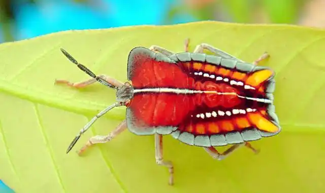 展开全部 荔枝蝽,学名 昆虫纲,tessaratoma papillosa(dmry)半翅目