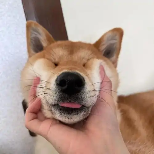 狗头头像(逗比)