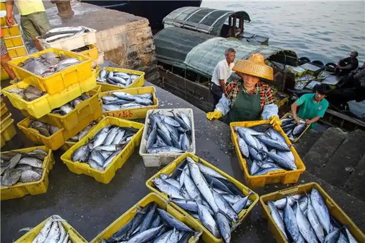 休渔结束吃货有福啦海鲜市场品种增加价格略降