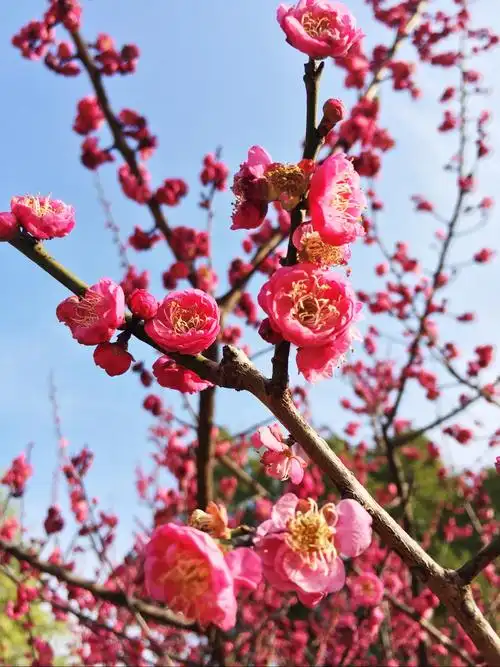 腊月红梅喜迎春