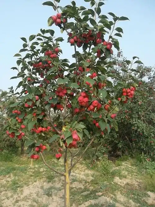 八棱海棠树最新价格