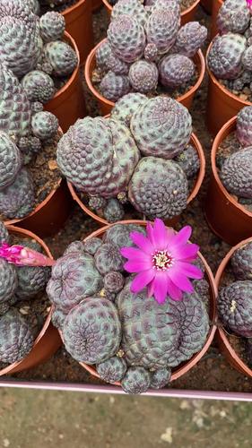 超大仙人球紫丽丸易开花球办公室内防辐射含盆带土栽好包邮