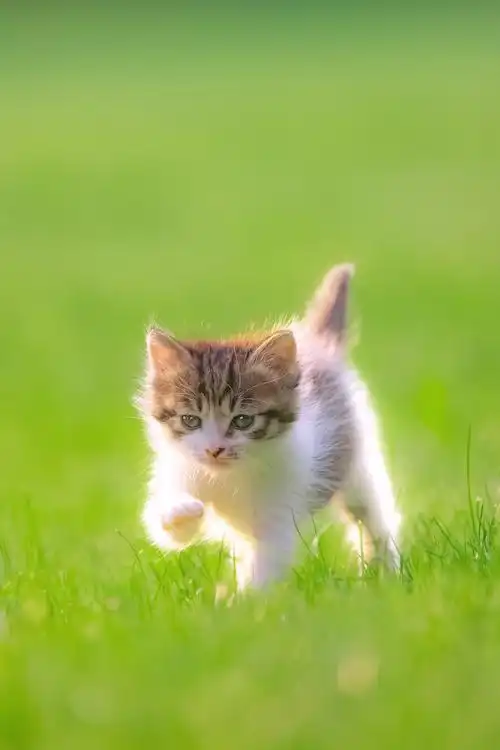 手机高清壁纸,无水印,小团子,猫咪