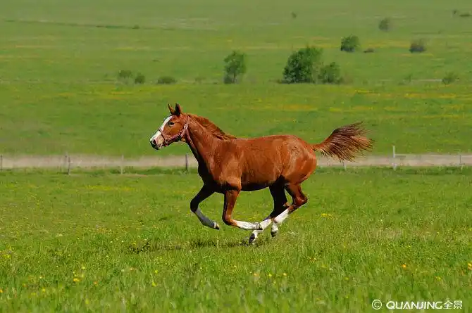 马的图片_图片大全