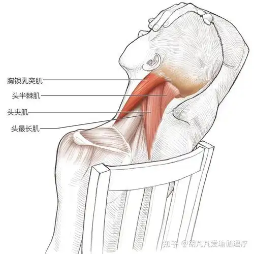 春眠不觉晓拉伸知多少之颈部的拉伸法